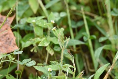 Galinsoga quadriradiata