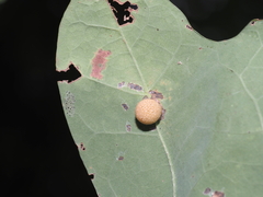 Acraspis pezomachoides