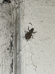 Pantomorus cervinus