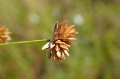 Juncus canadensis