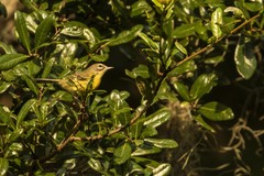 Setophaga discolor