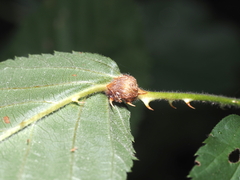 Neolasioptera farinosa