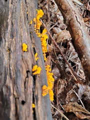 Dacrymyces spathularia