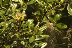 Setophaga discolor