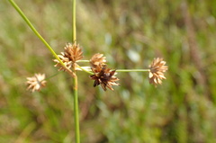 Juncus canadensis