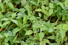 Galinsoga quadriradiata