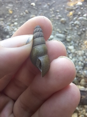 Juga plicifera