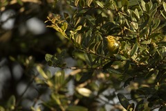 Setophaga discolor
