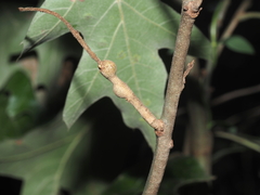 Zapatella quercusmedullae