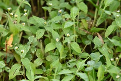 Galinsoga quadriradiata