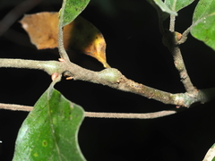 Zapatella quercusmedullae
