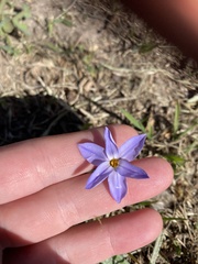 Ipheion uniflorum