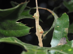 Zapatella quercusmedullae