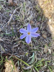 Ipheion uniflorum