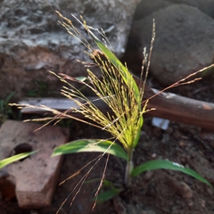 Panicum dichotomiflorum