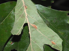 Macrodiplosis majalis