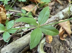 Galium circaezans