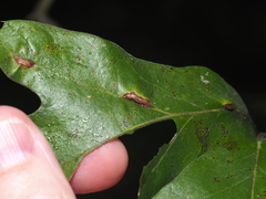 Macrodiplosis majalis