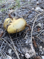 Suillus kaibabensis