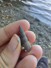 Juga plicifera