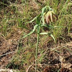 Fritillaria affinis