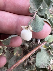Symphoricarpos mollis