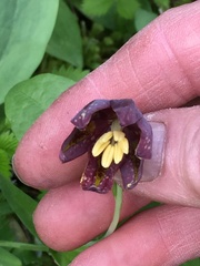 Fritillaria affinis