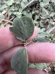 Symphoricarpos mollis