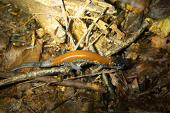 Plethodon yonahlossee