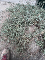 Symphoricarpos mollis