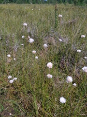 Eriophorum virginicum