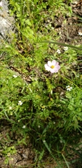 Cosmos parviflorus