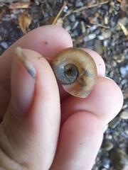 Planorbella trivolvis
