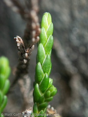 Cassiope lycopodioides