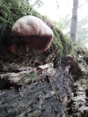 Panellus