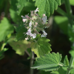 Nepeta cataria