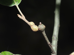 Zapatella quercusmedullae
