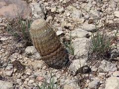 Echinocereus reichenbachii caespitosus