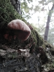 Panellus