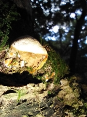 Panellus