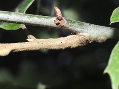 Callirhytis crypta