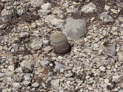 Echinocereus reichenbachii caespitosus