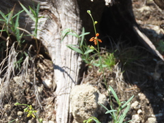 Galphimia angustifolia