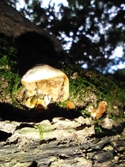 Panellus