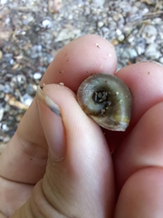 Planorbella trivolvis