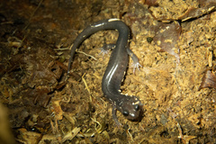 Plethodon montanus