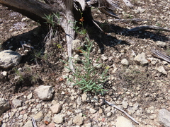 Galphimia angustifolia