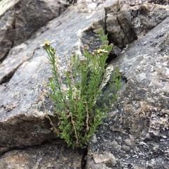 Perityle coronopifolia