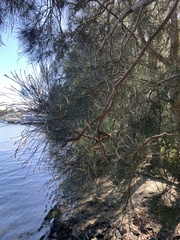 Allocasuarina verticillata