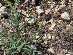 Galphimia angustifolia